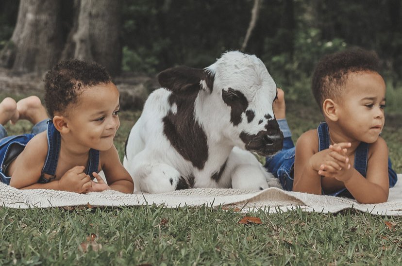 chars_jennae's tweet photo. Just some of the cutest pictures ever ❤️ #cows #babycows #myboys #JC #Siah https://t.co/ykOa9bcNT2