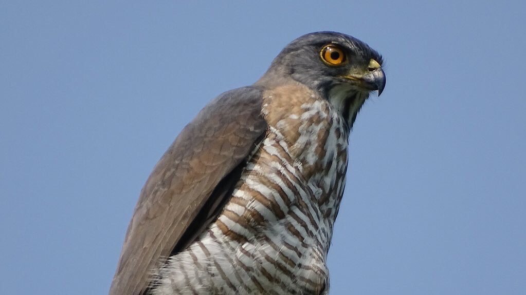 RT @TaiwanBirding: Be Fast and Furious. 

Like a Crested Goshawk, not... #F9. https://t.co/pjjJOfkv0P