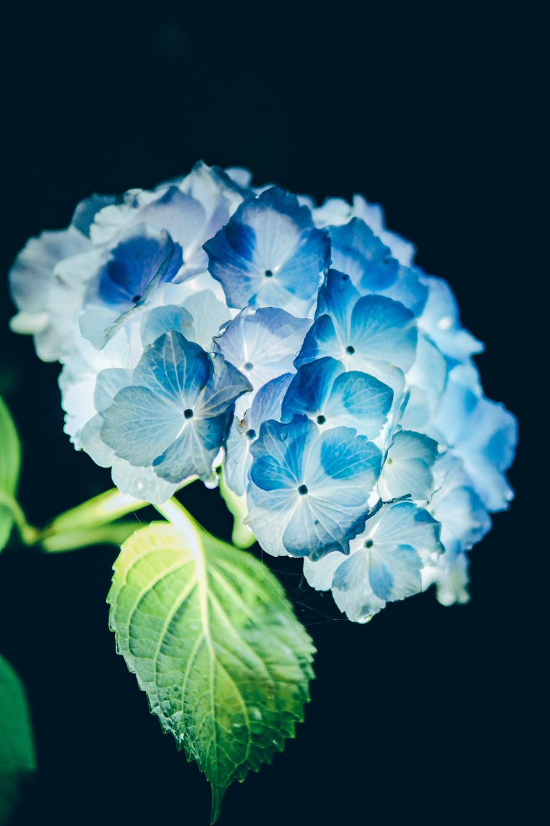 __yoii_to's tweet image. 月の孤独な夜、青い花束に触れた