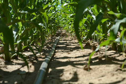 copitiba's tweet photo. La Mesa de la Ingeniería de Extremadura ha valorado de forma muy positiva las líneas de ayudas para la implantación de sistemas de riego que promuevan el uso eficiente del agua y la energía en las explotaciones agrarias de la región.

https://t.co/bEQFP4bS2H https://t.co/njFPYDB0Ap