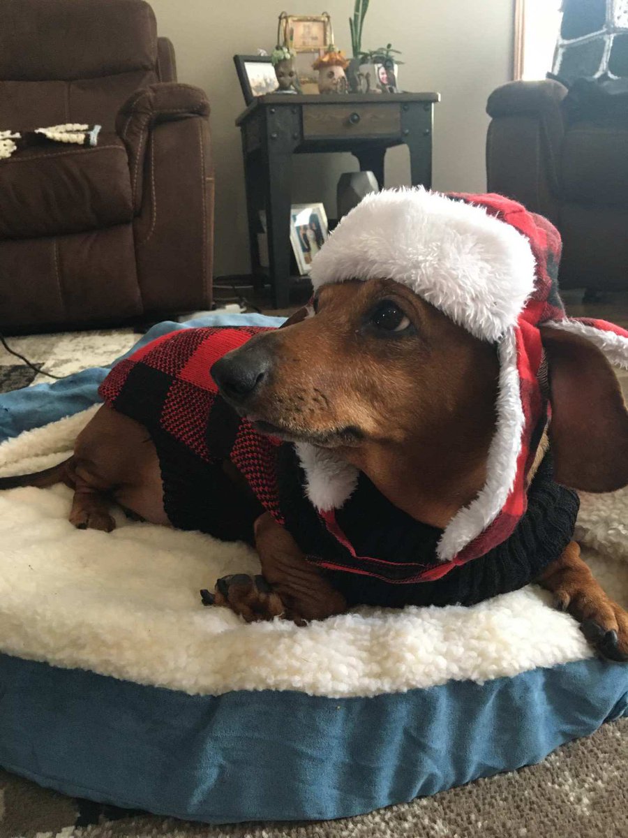b_shmon's tweet photo. This amazing little girl stole our hearts. You’re so loved and we miss you. R.I.P Harley. https://t.co/CWg4ik8nM9