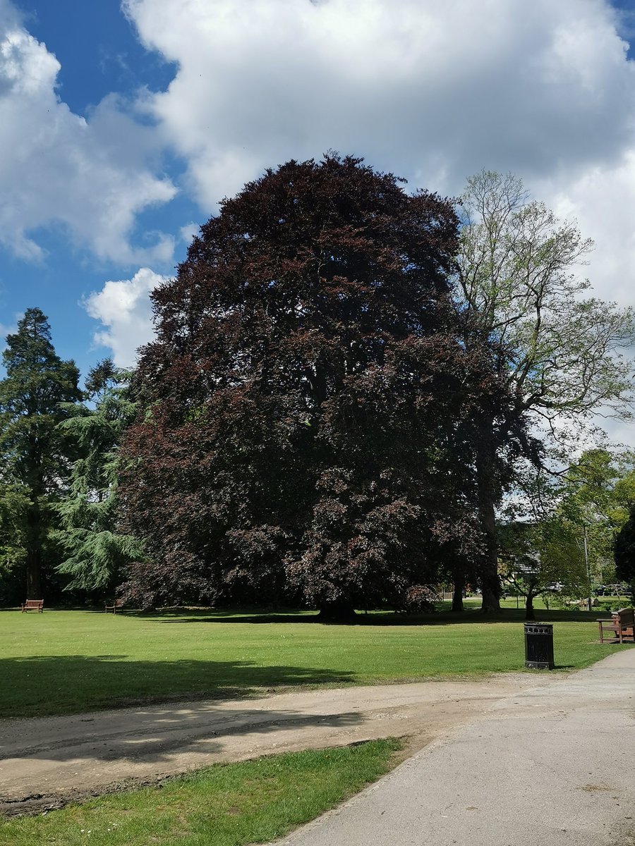 Bev_La's tweet photo. Back in the Broomfield site office today. Pleased to see my beautiful favourite tree. Love these gardens @MSEHospitals https://t.co/yXL2vxTSl7