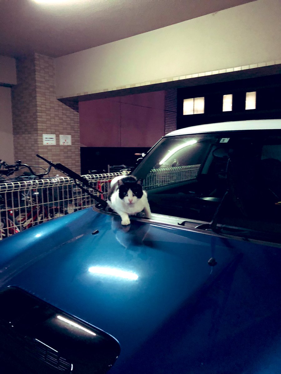 電波猫 Denpaneko999 توییتر