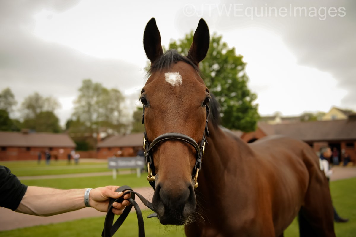 Lot 31 - GLENCORRIB SKY. Finished second on their latest point to point behind the same sale's Lot 26 Pimlico Point.

And <a href="/de_meabh/">Racing Life Creations</a> was right, this one is a lovely horse!