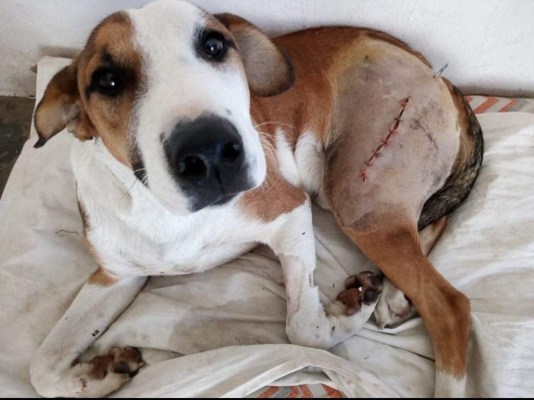 La semana pasada atropellaron a un callejerito en la ruta, una buena persona se ocupó y lo llevó a la vete. Todavía queda una segunda operación de casi $25000 y el picho necesita la ayuda de todos. mpago.la/2ShV8Mv en el enlace podes colaborar con $200. COMPARTAN 🙏💜