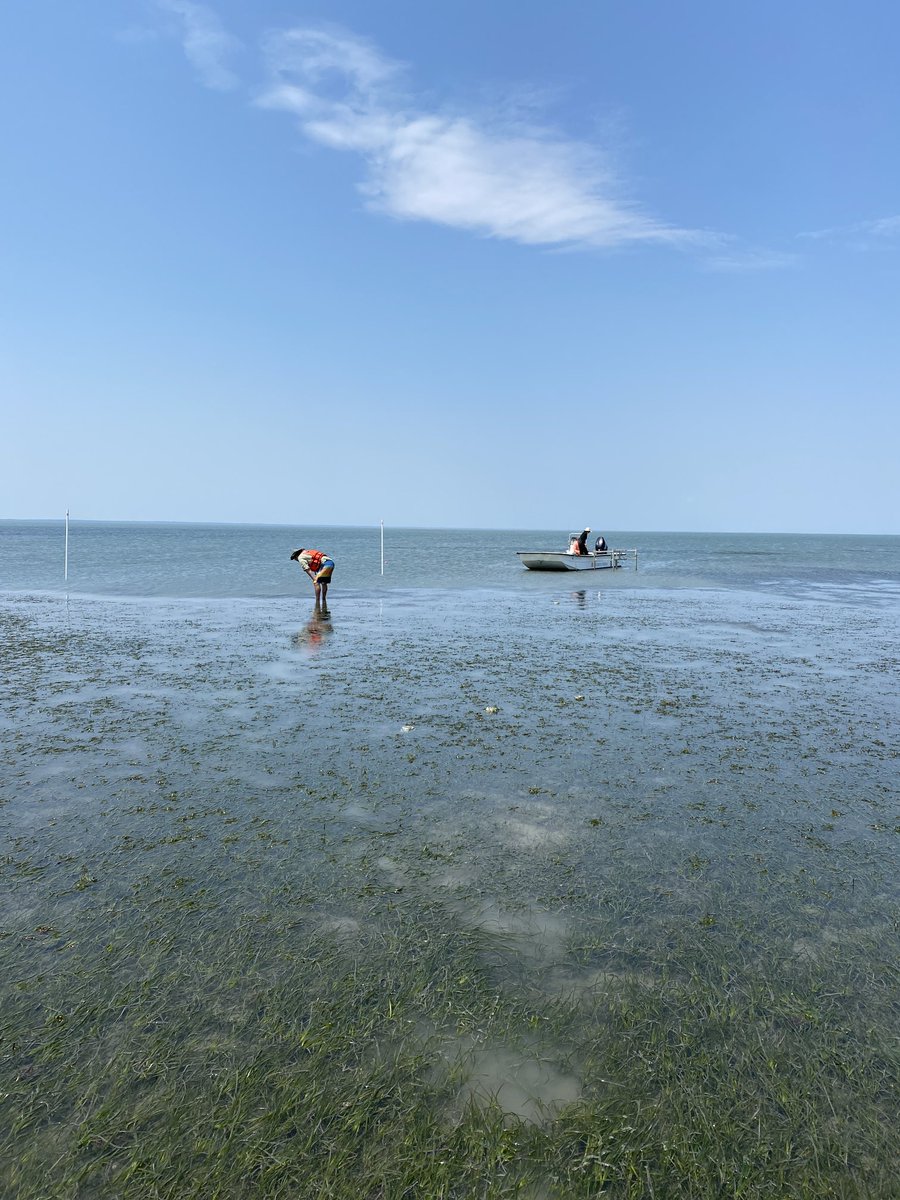 Excited to start a new project on larval settlement in the seagrass bed at the <a href="/vcrlter/">Virginia Coast Reserve LTER</a>. The seagrass bed along the Virginia coast looks very different at low tide.