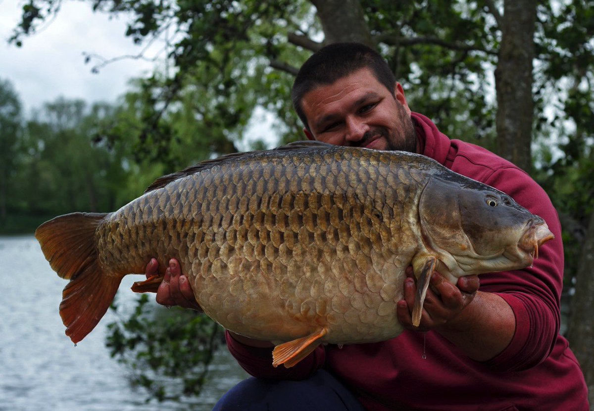 Mega carp for Dan Daneshi is the shape of ‘Tyson’ from <a href="/FarlowsLake/">Farlows Lake</a> at 38lb 8oz! Fruity Squid Pastel Barrel Wafters and Spod &amp; PVA Pellets the winning bait elements! 🎣🏆 #carp #fishing #mainlinebaits