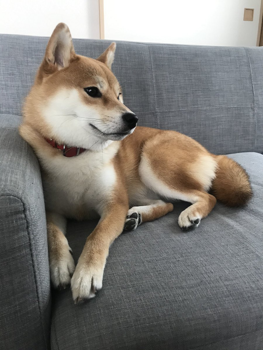 犬界の まとめ 広瀬すず 吉沢亮 綾瀬はるか Togetter