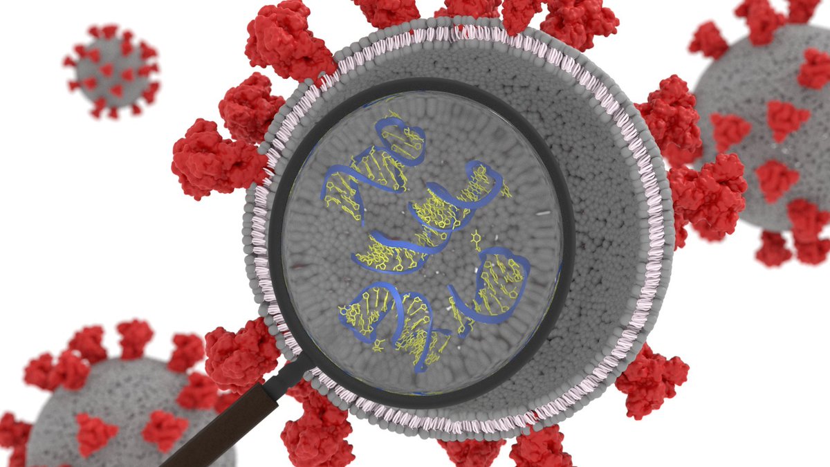 Kresten Lindorff-Larsen (@lindorfflarsen) on Twitter photo If you want to have a look inside SARS-CoV-2 🔎🦠🧬, check out the new paper w <a href="/SSadnro/">Sandro Bottaro</a> <a href="/BussiGio/">Giovanni Bussi</a> studying the structural dynamics on a set of non-coding elements in the 5' UTR of the RNA genome. Now out in <a href="/J_A_C_S/">J. Am. Chem. Soc.</a> doi.org/10.1021/jacs.1…. Or have a look the video Sandro made👇 If you want to have a look inside SARS-CoV-2 🔎🦠🧬, check out the new paper w <a href="/SSadnro/">Sandro Bottaro</a> <a href="/BussiGio/">Giovanni Bussi</a> studying the structural dynamics on a set of non-coding elements in the 5' UTR of the RNA genome. Now out in <a href="/J_A_C_S/">J. Am. Chem. Soc.</a> doi.org/10.1021/jacs.1…. Or have a look the video Sandro made👇