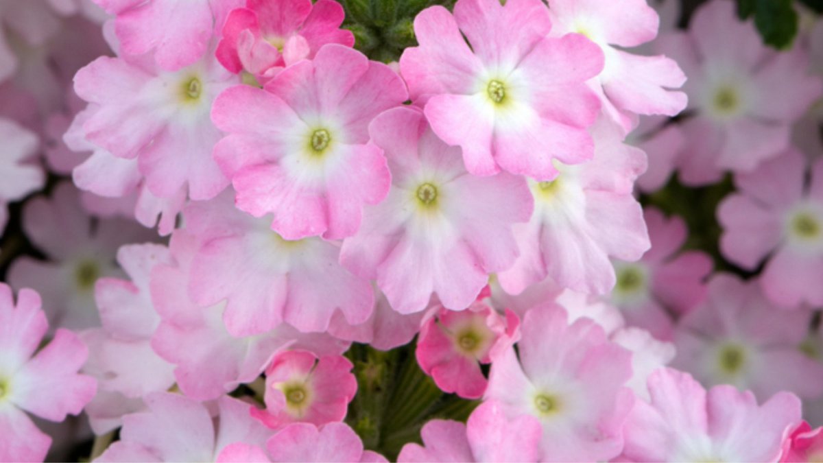 Add unbelievable colour to your containers and garden borders this summer with these brand new Verbena Showboat Light Pink plants. The extra-large flowers come in hues of soft pink &amp; white which won't fail to impress when planted up in your pots, window boxes or garden borders.