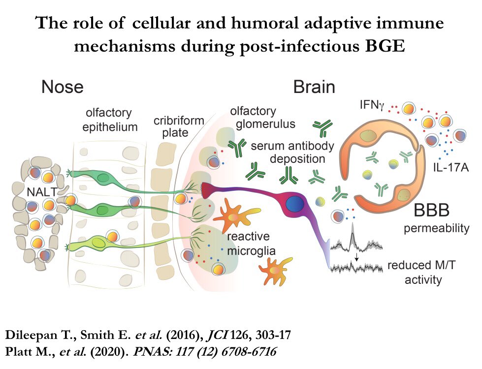 DAgalliu's tweet photo. This schematic diagram based on our mouse studies captures beautifully what may be happening in the brains of children with post-infectious BGE (PANDAS/PANS). Our human sera cytokine profiling and genetic studies support this model. https://t.co/CFzIwGB77r