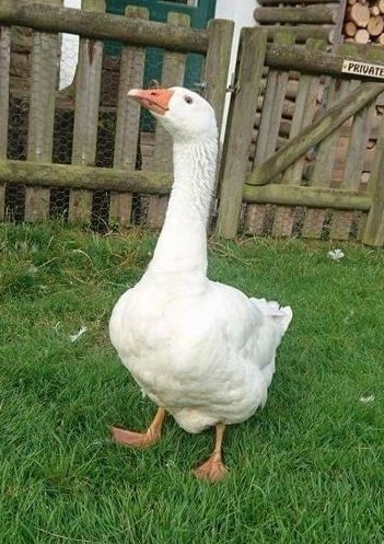 raysfarmpark's tweet photo. 'Goosey Goosey Gander' - wander over to #raysfarm and enjoy the sun, no need to book this afternoon (last admission 3pm) #dayoutshropshire #daysoutbridgnorth #familytime #halftermfun #sunsout #farmdayout #animals #lambs #kids https://t.co/NZwDvZlCgU