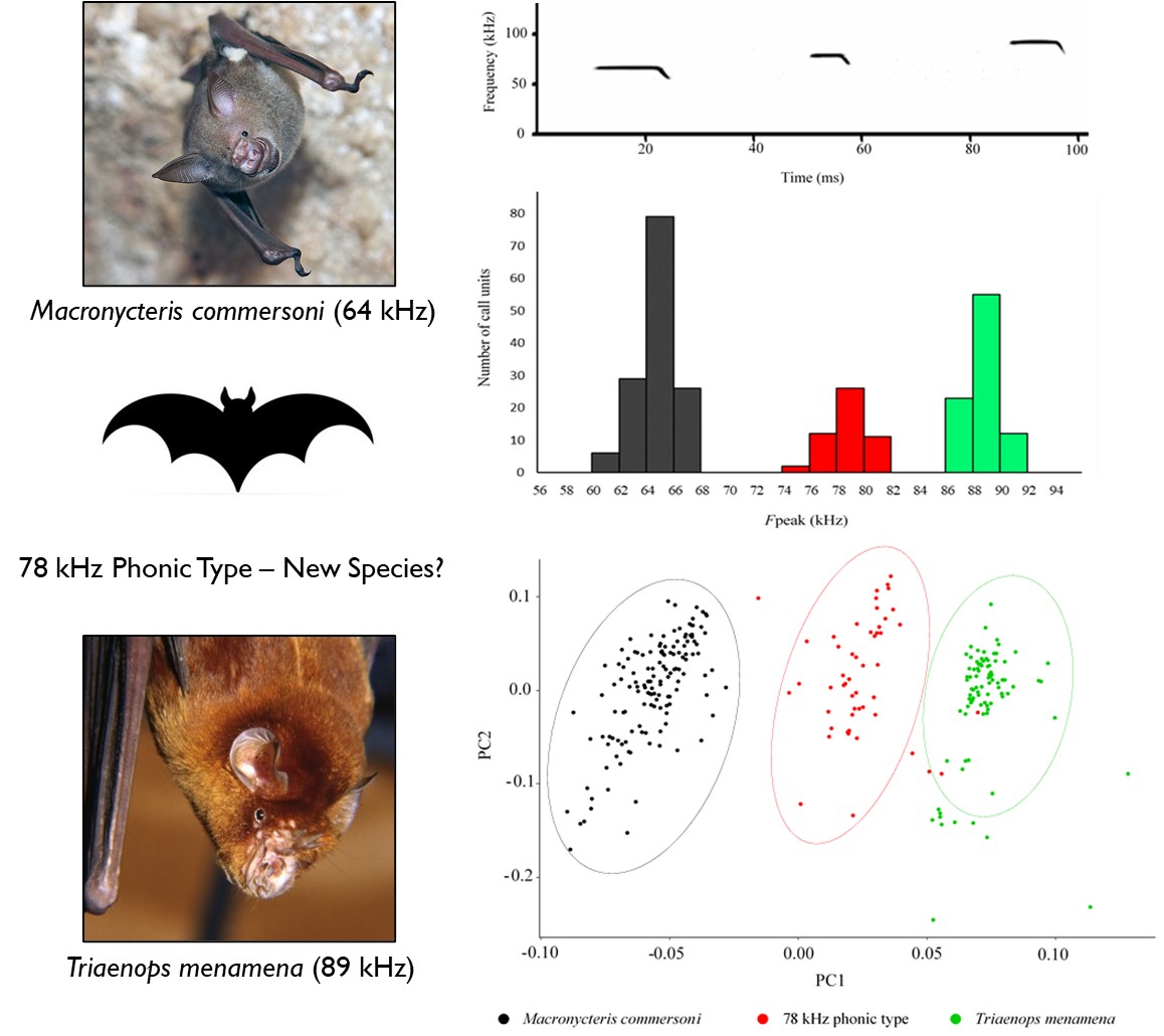 DanHending's tweet image. 3/5) #WBTC2 #Tech1. We detected calls of 3 CF 🦇 within SIRNP. Two 🦇 could be easily identified as widely-distributed taxa:
64 kHz – Macronycteris commersoni
89 kHz – Trianeops menamena
The third 🦇 has calls not described before in 🇲🇬 (78 kHz), and is probably a new species!