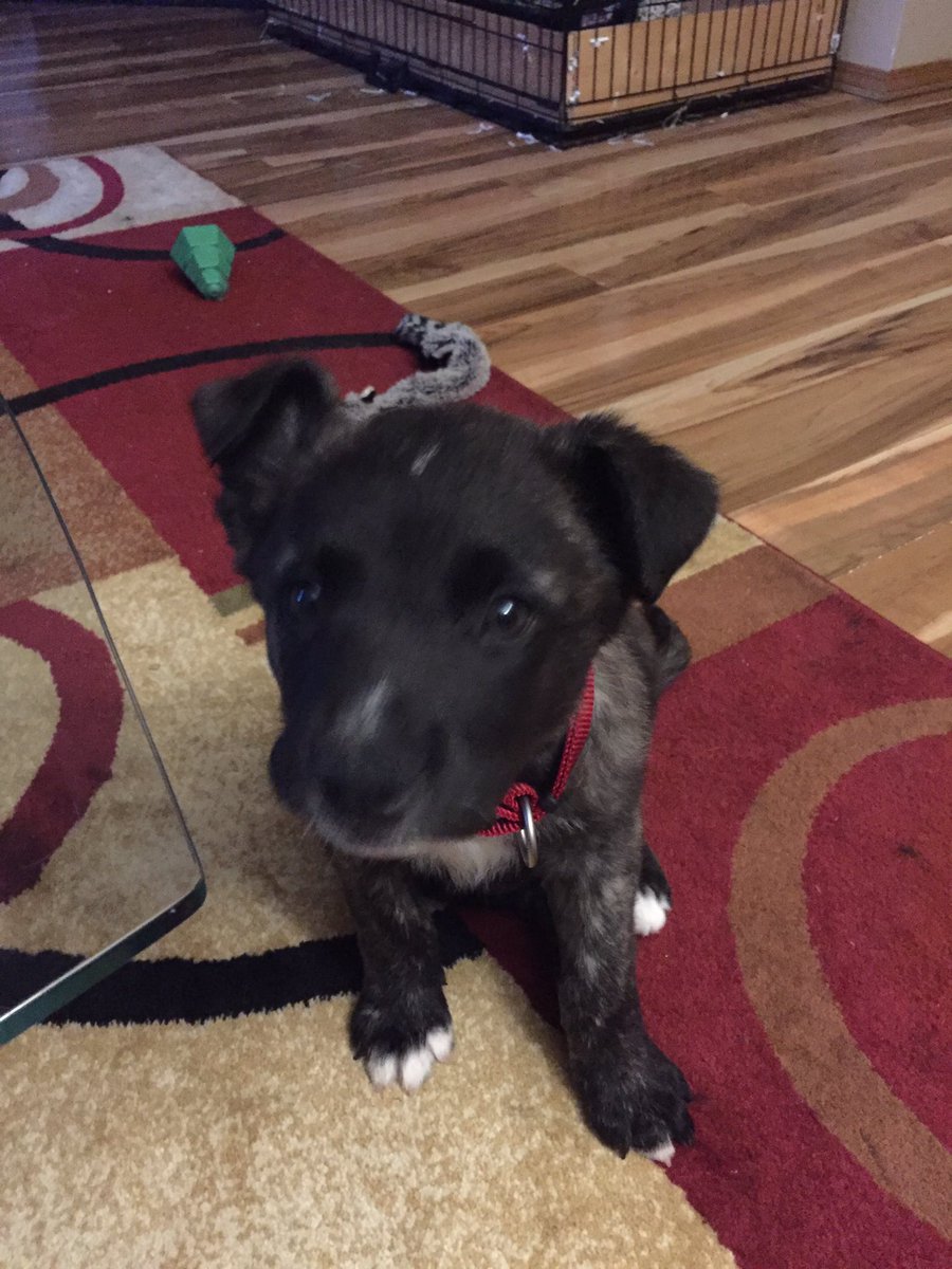 BlueSki77791676's tweet photo. Someone is waiting for his breakfast. 🐶😍 #puppy #chow time #sopatient https://t.co/26UD5RzWfP