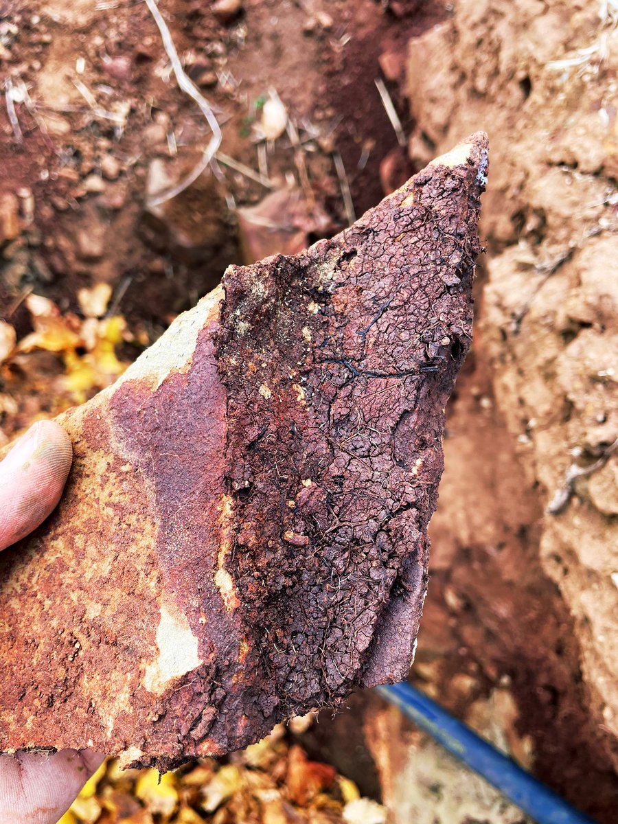“When you’re stuck between a rock and a hard place, it’s amazing how far you’re prepared to go”- Grenache, Barossa  #soil #terroir #wine #vine #roots #geology #schistgettingreal