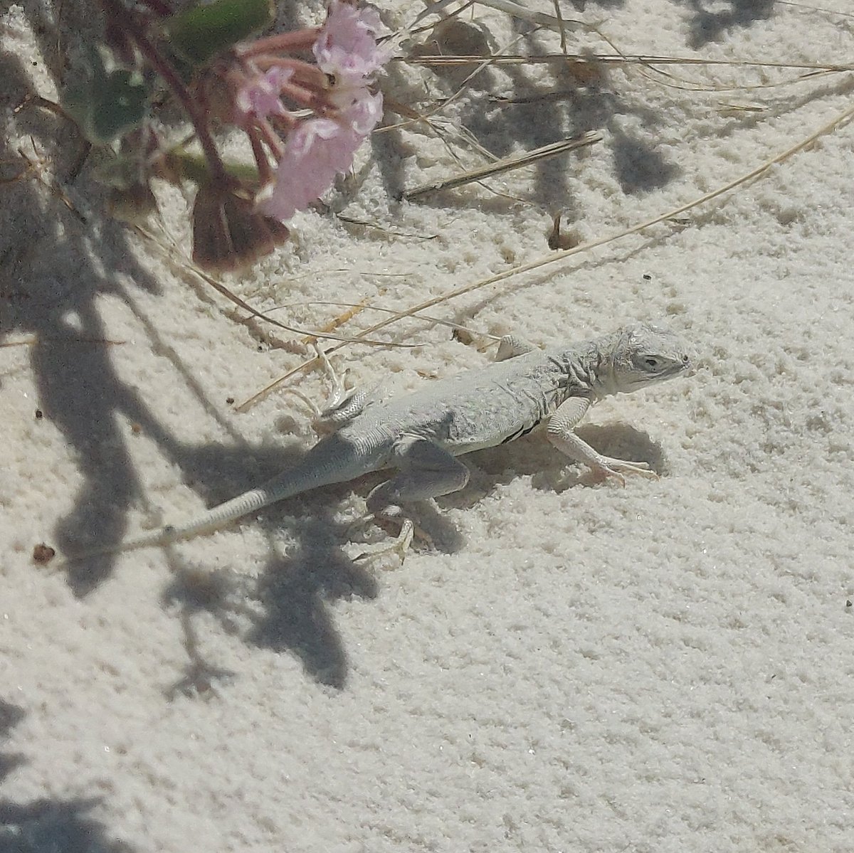 causticthreads's tweet image. I got too see this little lizard in white sands, the only place in the world this particular lizard lives.  Pretty cool!