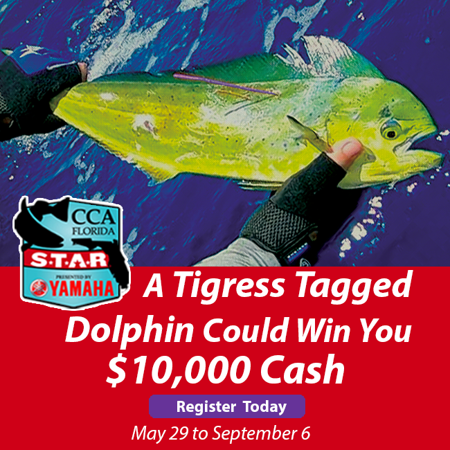 FL_Sportsman's tweet photo. First Tigress tagged dolphin recaptured, wins $10K cash! Register for Florida’s largest, family-friendly fishing competition to BIG rewards this summer! Click https://t.co/Una5L7plrV now! #CCAStarFlorida
#Dolphinfish #offshorefishing #CCA #Florida #Fish #TaggedFish #Win #$10k https://t.co/i3k26fvZGb