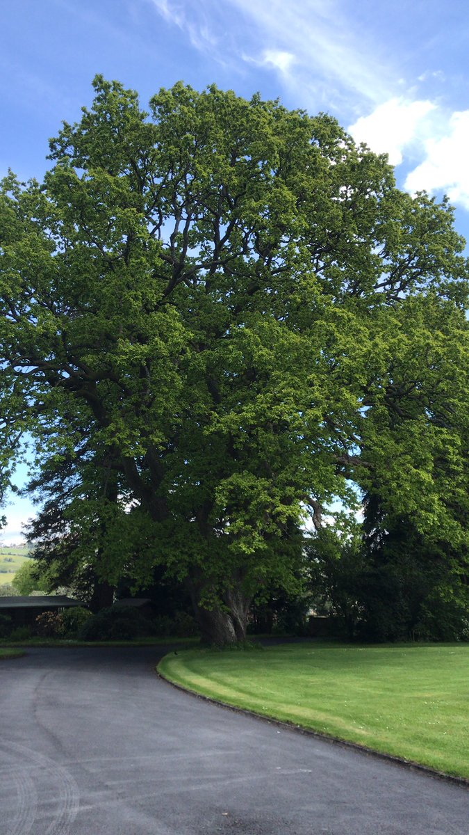 RoryWaring's tweet photo. @ChrisGPackham This is the lovely old Oak Tree in our garden. I don’t know how old it is but is is a beauty! https://t.co/WYXSc5vsqe