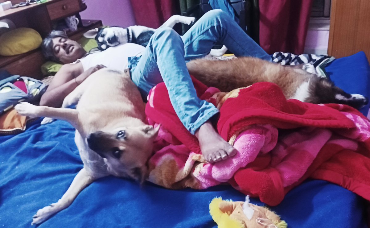 TheDogMother_'s tweet photo. When Daddy Is Home, Mommy Is Forgotten 😋😄

#muttsofdaddy #adoptdontshop https://t.co/l91TU6zedZ