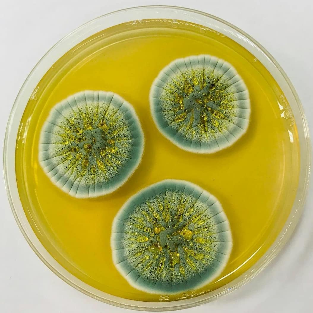 rafaelsolana2's tweet photo. Penicillium chrysogenum es una especie de #hongo del género Penicillium.
Es común en regiones templadas y subtropicales y se puede encontrar en productos alimenticios salados, en ambientes interiores o en edificios con humedad. 
#microbiología #biología
Créditos: myco.scope https://t.co/7vp8UNiH8i