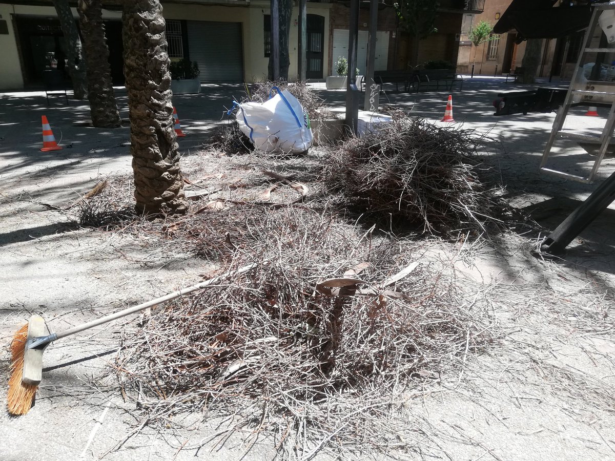 L'<a href="/bcn_ajuntament/">Ajuntament de Barcelona</a> contracta l'empresa SOMA per destrossar els nius de les cotorres i deixar les cries així, dins una capsa de cartró, a l'espera (suposadament) de ser reubicades a altres nius. Son molt petites i no sobreviuran. No teniu vergonya!!! <a href="/BCN_SantAndreu/">BCN_SantAndreu</a>