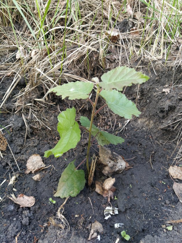 isakov4's tweet image. Cloned Karelian birch, age - 2.5 months. #karelianbirch, #foresttrees, #biotechnology