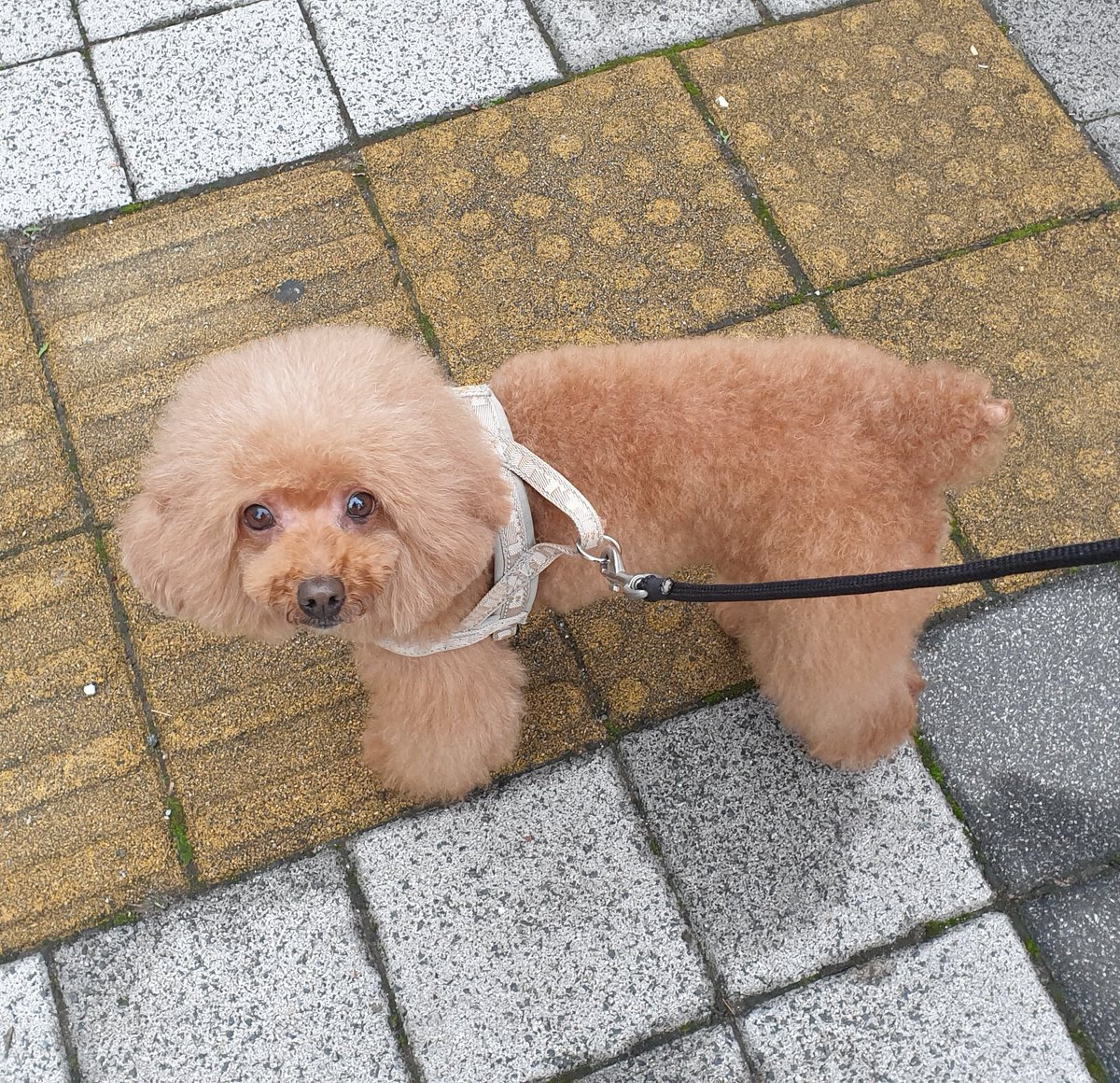 울애기 곰이야 양이야?