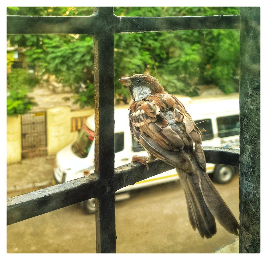 kiranbh's tweet photo. #birdphotography #BBCWildlifePOTD #indianbirds #BirdsSeenIn2021 #birdwatching #birdsofindia
@Natures_Voice @orientbirdclub #NaturePhotography #windowproject #birds https://t.co/AcJDxvDZ5i