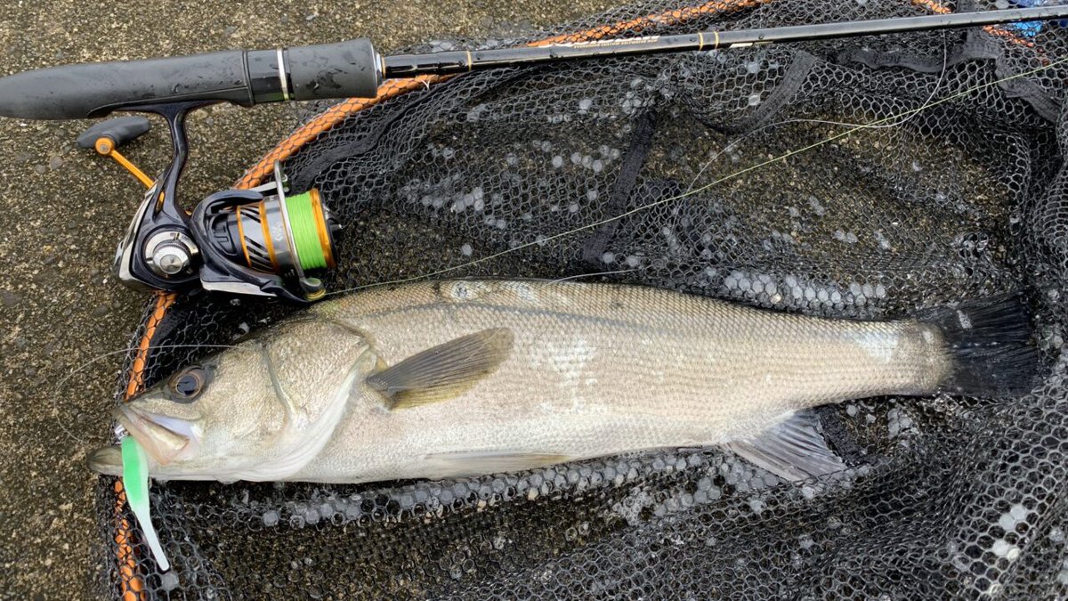 シーバス のtwitterリアルタイム検索結果 Meyou ミーユー