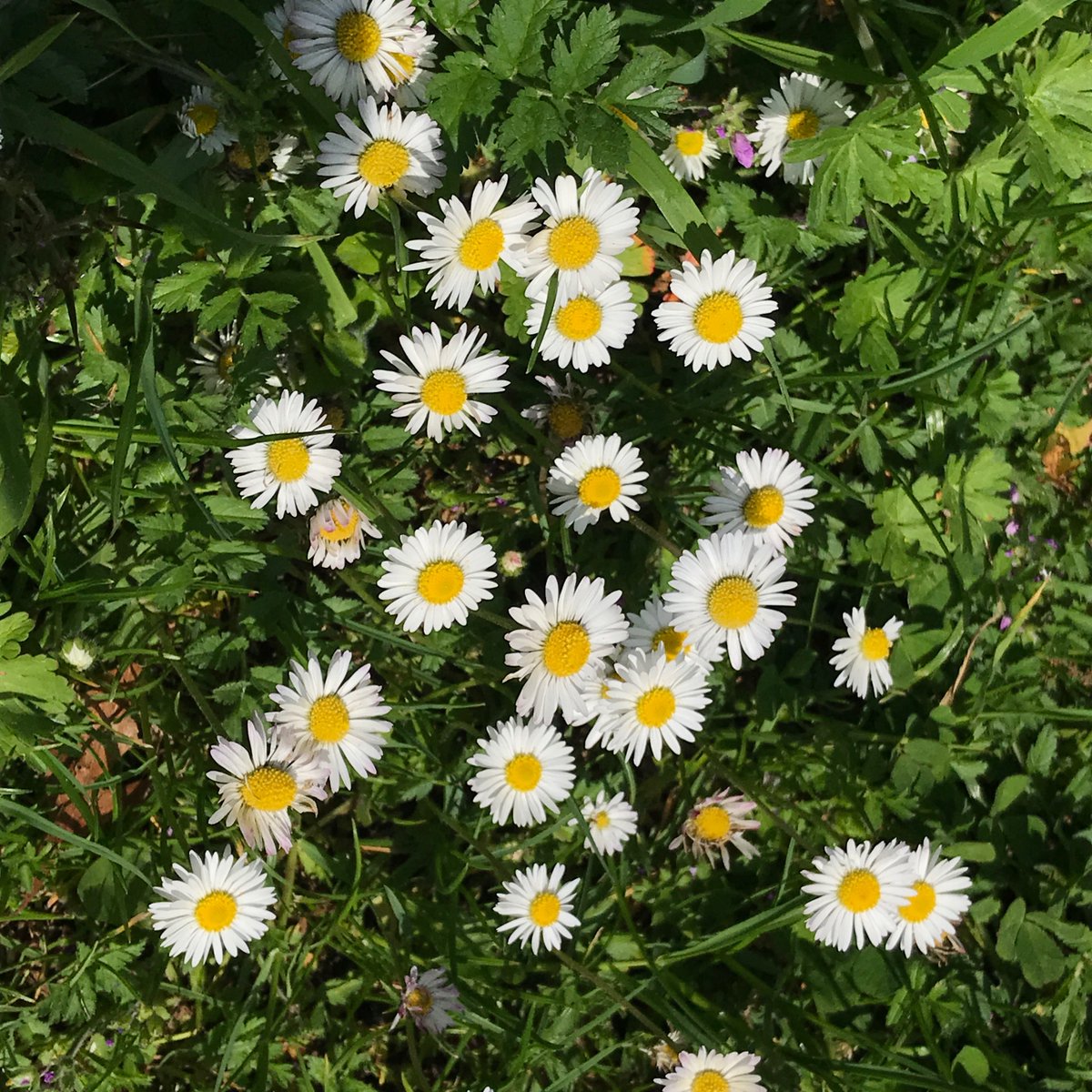 phoeb0's tweet photo. People, bees &amp; butterflies out enjoying wildflowers on top area of Peckham rye this lunchtime. Well done @lb_southwark more of this plz #NoMowMay #rewildinglondon https://t.co/j34KjR2yOF