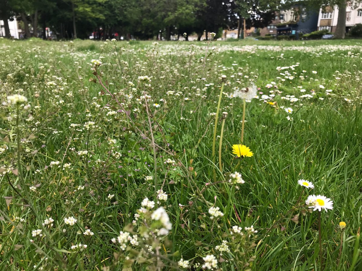 phoeb0's tweet photo. People, bees &amp; butterflies out enjoying wildflowers on top area of Peckham rye this lunchtime. Well done @lb_southwark more of this plz #NoMowMay #rewildinglondon https://t.co/j34KjR2yOF