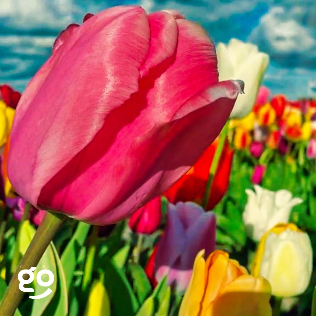 heygolive's tweet image. Postcard of the day: Send this one to a friend to make them smile today. 😊

📸 by Annie
🗺 Tour by Stephan
📍 Amsterdam

Share your postcards, tag us, and use #IWentInMyPJs for a chance to be featured!

#HeygoWithMe #VirtualTrips #LocalTours #Europe #Netherlands #Amsterdam