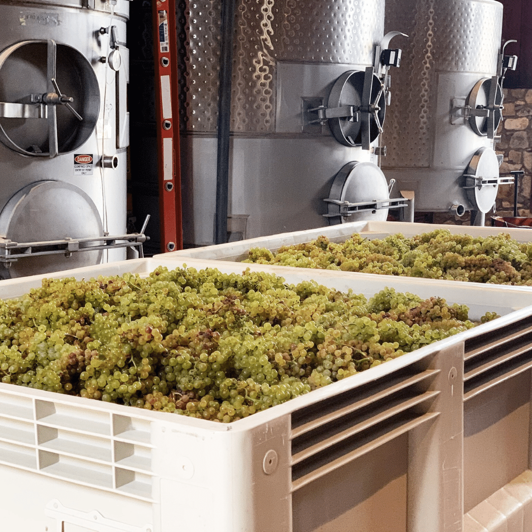 "Wine is sunlight, held together by water" - Galileo Galilei #SeaveyVineyard #ChardonnayDay #winelovers #NapaValley #HarvestChardonnay