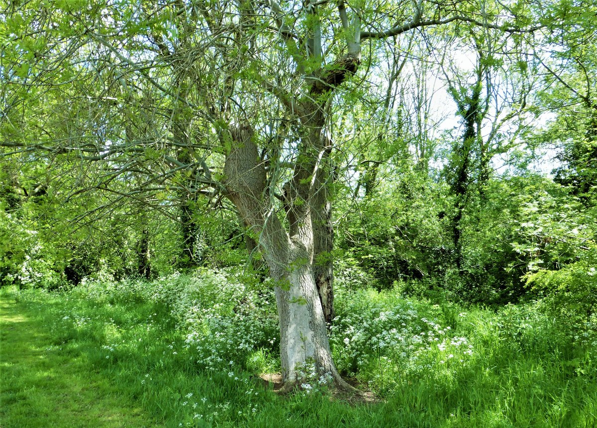 Patricia Cooper (@pac1610) on Twitter photo Blue sky, sunshine and nature on today's walk with friends! πΌππΈ<a href="/ThePhotoHour/">#ThePhotoHour</a> <a href="/StormHour/">#StormHour</a> <a href="/StormHourMark/">Mark Boardman</a> @LensAreLive @lebalzin <a href="/TheWEGWorcester/">TheWEGWorcester</a> <a href="/worcswildlife/">WorcestershireWildlife</a> #WorcestershireHour #ePHOTOzine #TwitterNatureCommunity #myworcestershire #Worcester Blue sky, sunshine and nature on today's walk with friends! πΌππΈ<a href="/ThePhotoHour/">#ThePhotoHour</a> <a href="/StormHour/">#StormHour</a> <a href="/StormHourMark/">Mark Boardman</a> @LensAreLive @lebalzin <a href="/TheWEGWorcester/">TheWEGWorcester</a> <a href="/worcswildlife/">WorcestershireWildlife</a> #WorcestershireHour #ePHOTOzine #TwitterNatureCommunity #myworcestershire #Worcester