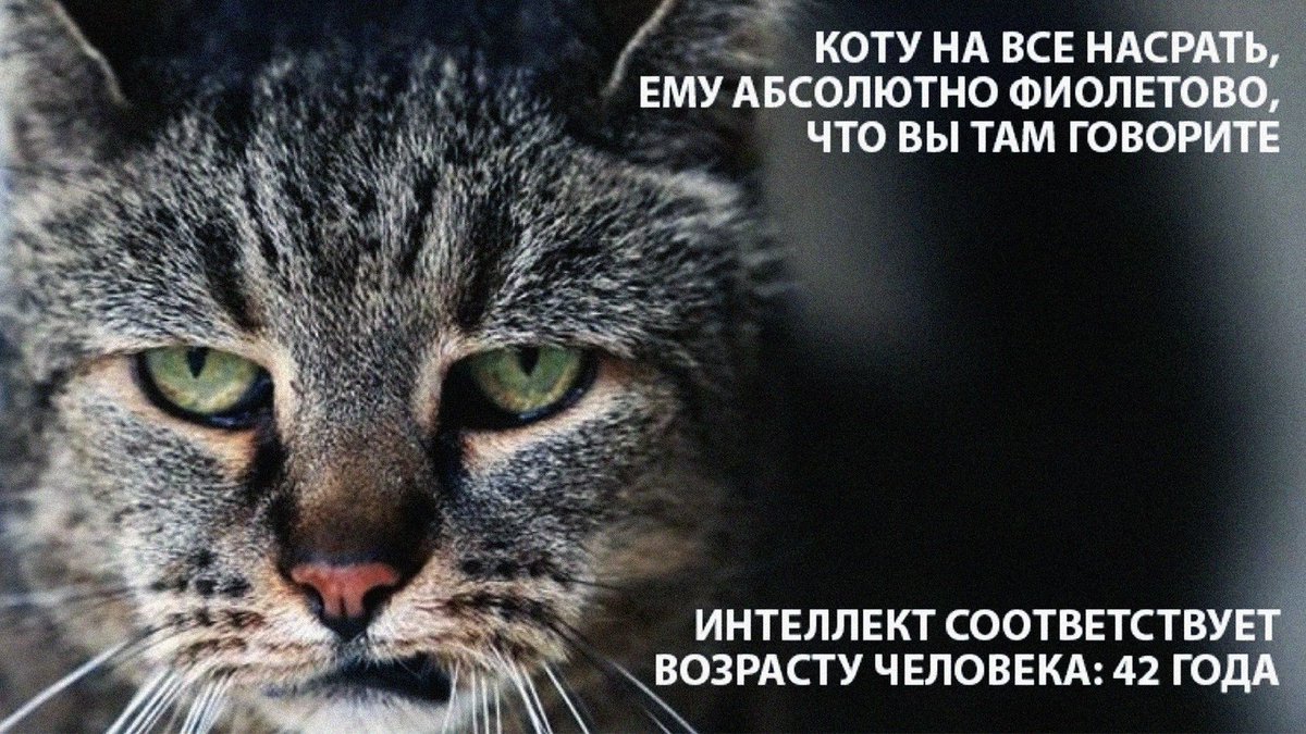 Коты Vs Собаки