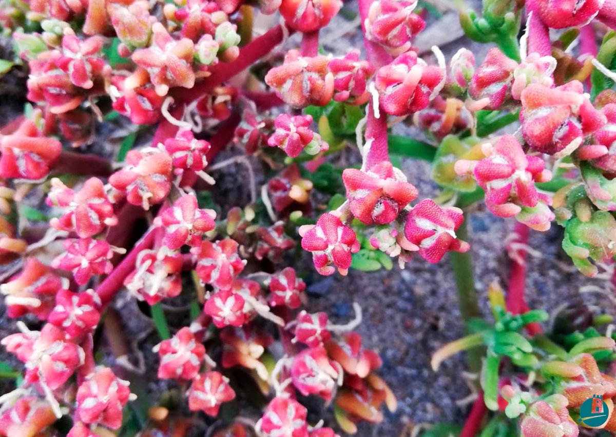 CalnegreyCopePR's tweet photo. El #algazul (Mesembryanthemum nodiflorum) 🌿es una de las plantas que vive en los saladares de #CalnegreyCopePR 😍 La diferenciarás de la #escarchada (Mesembryanthemum crystallinum) por sus hojas, en vez de aplanadas son cilíndricas 😉 #Flora https://t.co/aM5IEFL0Pj