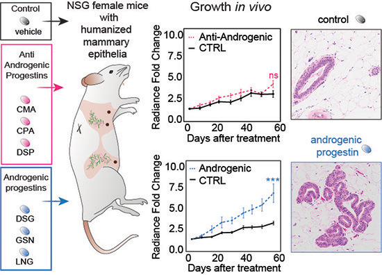 EmboMolMed's tweet photo. Contraceptive progestins with androgenic properties stimulate breast epithelial cell proliferation
By M. Shamseddin, C. Brisken &amp; colleagues
@EPFL_en @ICR_London 

#HormonalContraception #BreastCancer

-> Read #openaccess: https://t.co/ibXq28fwWt https://t.co/nUOd9Mgr4K