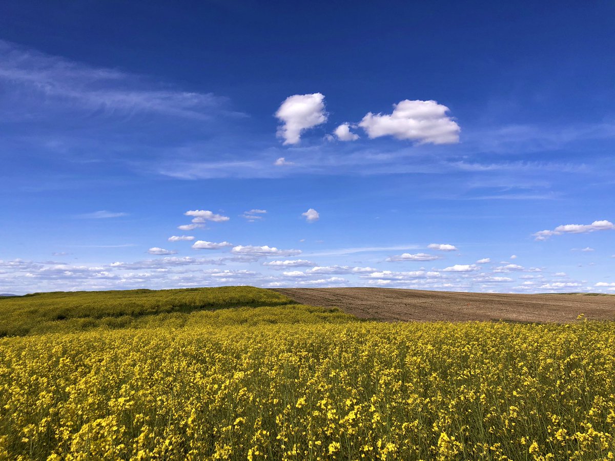 AmandaAntoch's tweet photo. field season is my favorite season🌾
went canola and peaola sampling up in Davenport, WA yesterday! #cropmicrobiomes https://t.co/AOfrx0OAyN