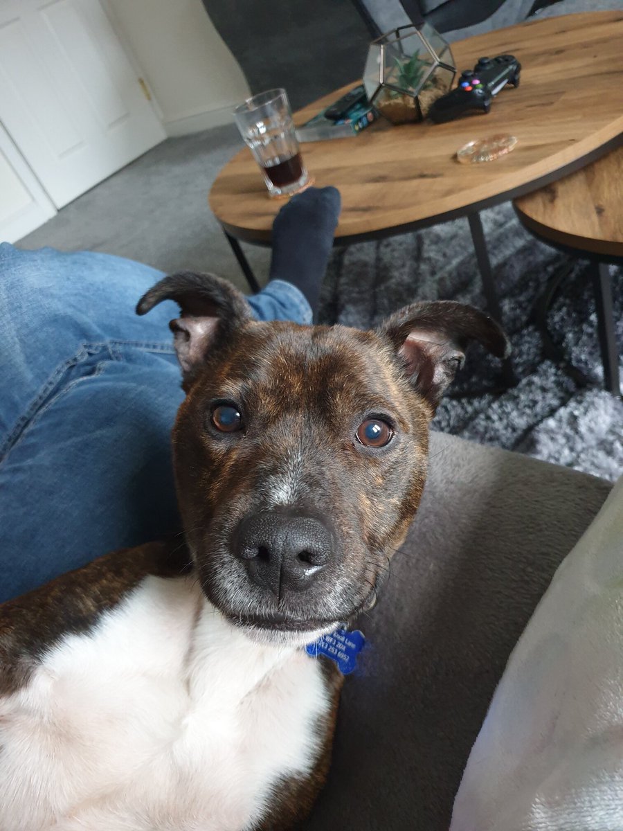 Not sure how adopting from RSPCA Leeds, Wakefield &amp; District works?

You can find all the information you need here on our website including adoption fees, meet &amp; greets and more: bit.ly/RSPCALWAdoptio…