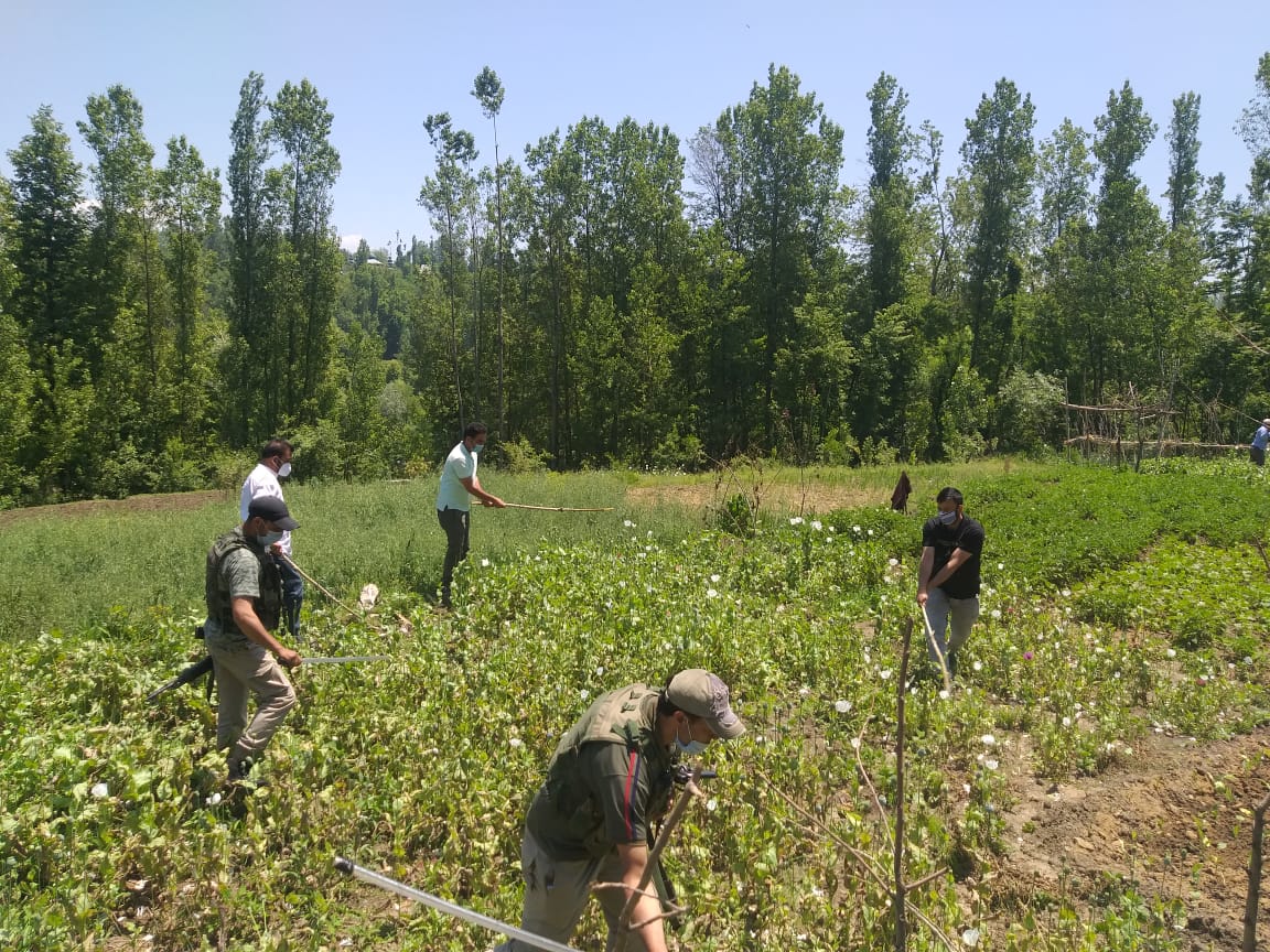 Poppy cultivation destroyed in some villages of Tehsil Beerwah in a joint effort with SHO Beerwah. FIRs lodged, penal action initiated against those cultivating poppy.
<a href="/DC_Budgam/">Deputy Commissioner Budgam</a> 
<a href="/dicbudgam/">Information & PR, Budgam</a> 
<a href="/KhansahibSdm/">Sub Divisional Magistrate Khansahib</a>