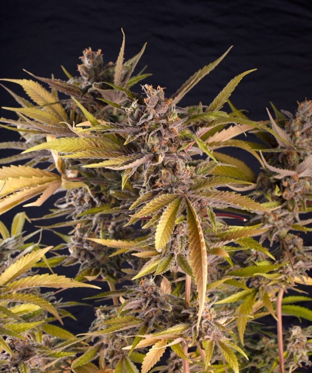 Eva Seeds tweet media