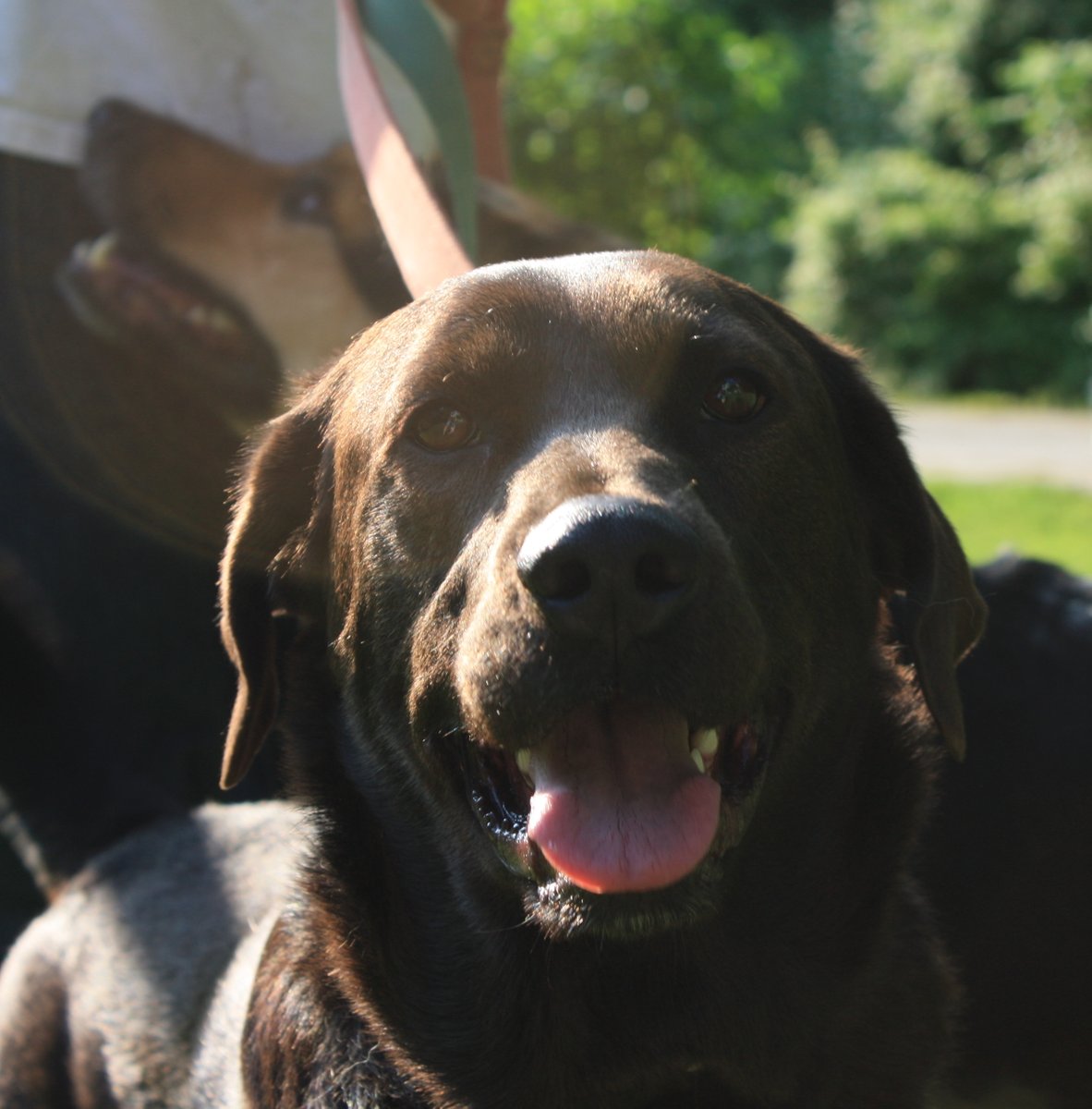 EndAllSuffering's tweet photo. Tuvok has caught his train this morning. 😢

Vidalia, Georgia, Spring 2008 - 

Deep River, Connecticut May 27 2021

Rest in peace, my very best friend. 

#DogObituary
#GodBlessDogs 
#DogsofTwitter https://t.co/DBLhdgV9PT