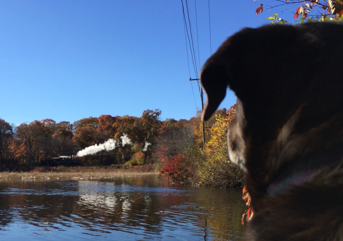 EndAllSuffering's tweet photo. Tuvok has caught his train this morning. 😢

Vidalia, Georgia, Spring 2008 - 

Deep River, Connecticut May 27 2021

Rest in peace, my very best friend. 

#DogObituary
#GodBlessDogs 
#DogsofTwitter https://t.co/DBLhdgV9PT