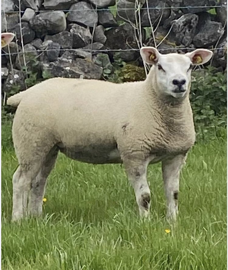 Straidarren cyclone ewe lamb from the second batch with her Silverhill dam purchased lasted year in Blessington. Last week together before weaning. Ewe has done a super job, lamb weighing 43kgs at 86 days of age. Sire, Dam &amp; Lamb all double 5 stars with <a href="/SheepIreland/">Sheep Ireland 🌟🌟🌟🌟🌟</a> 🌟🌟🌟🌟🌟