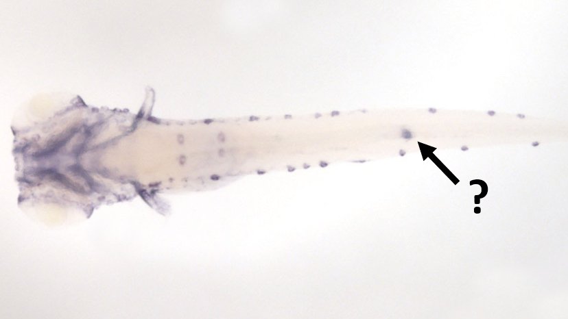 Zebrafish Rock! tweet media