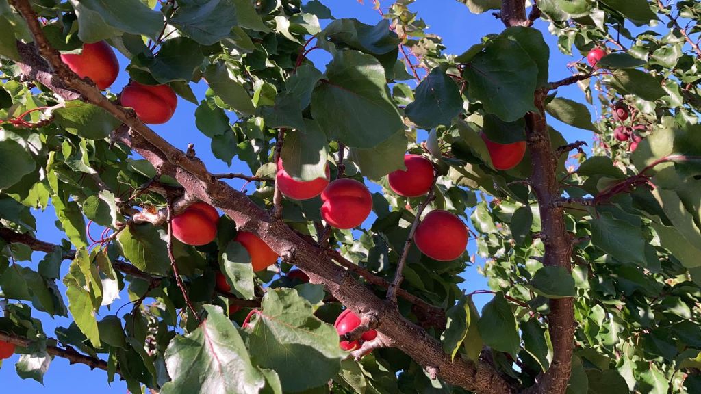 Exquisite Fruits tweet media