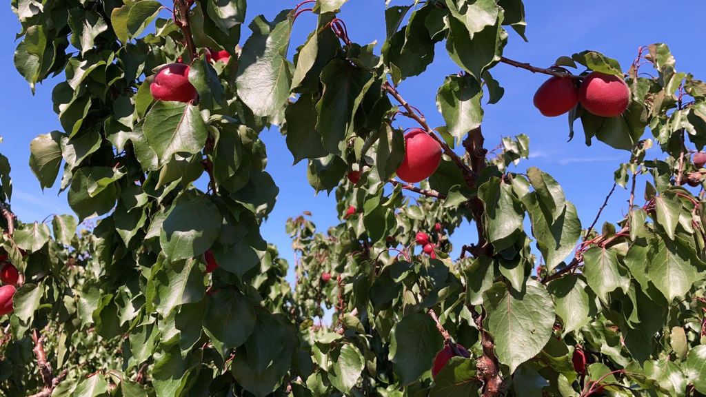 Exquisite Fruits tweet media