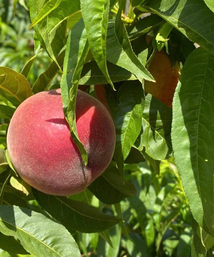 ¡¡Hoy estamos visitando nuestros campos en Lérida!!
Nuestra campaña de fruta de hueso está siendo un éxito. 
Óptima condición climática y tierra para que cada uno de nuestros frutos cultivamos tenga todo el sabor y las vitaminas.