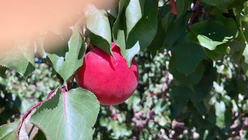 Exquisite Fruits tweet media