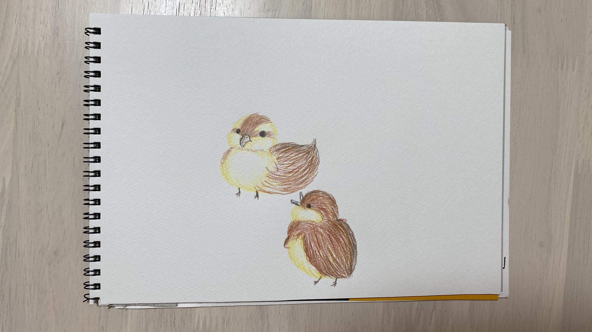 カルガモ引越し Twitter Search Twitter
